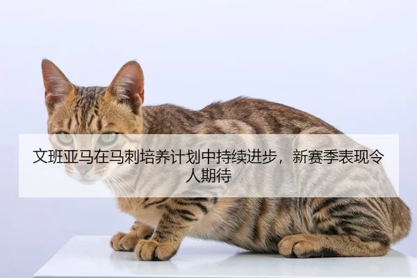 文班亚马在马刺培养计划中持续进步，新赛季表现令人期待